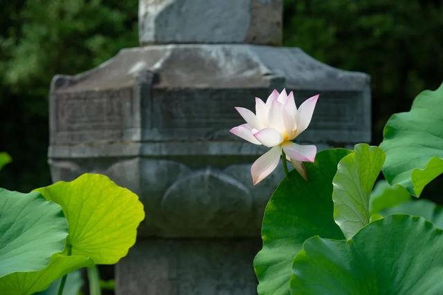 荷花香什么季节，荷花香在几月（告诉你一天之中哪个时间赏荷最佳）