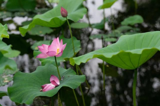 荷花香什么季节，荷花香在几月（告诉你一天之中哪个时间赏荷最佳）