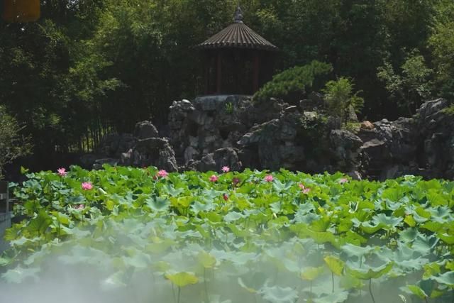 荷花香什么季节，荷花香在几月（告诉你一天之中哪个时间赏荷最佳）