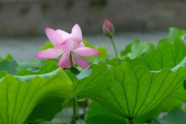 荷花香什么季节，荷花香在几月（告诉你一天之中哪个时间赏荷最佳）