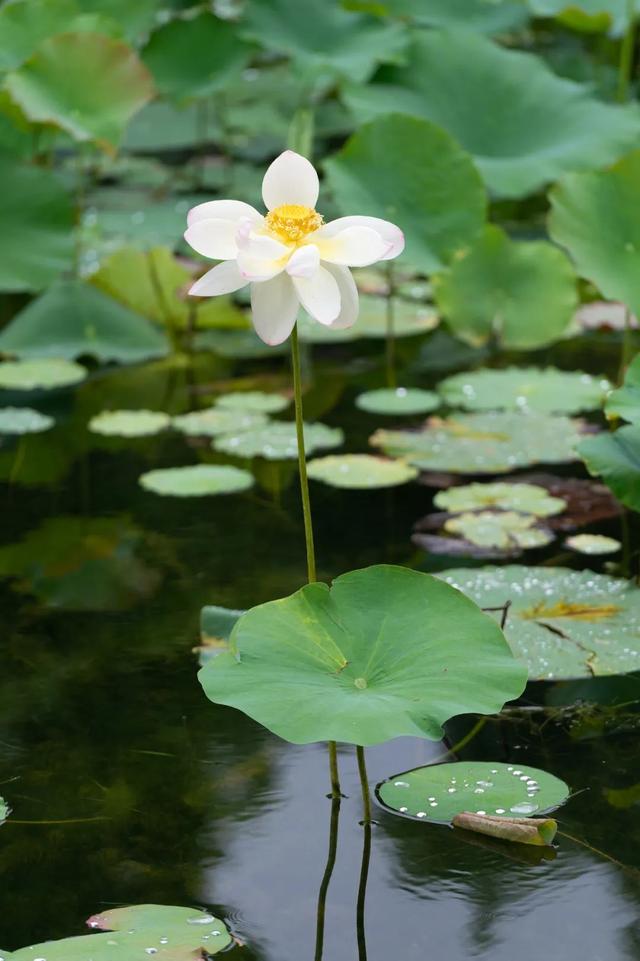 荷花香什么季节，荷花香在几月（告诉你一天之中哪个时间赏荷最佳）