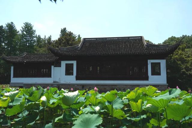 荷花香什么季节，荷花香在几月（告诉你一天之中哪个时间赏荷最佳）