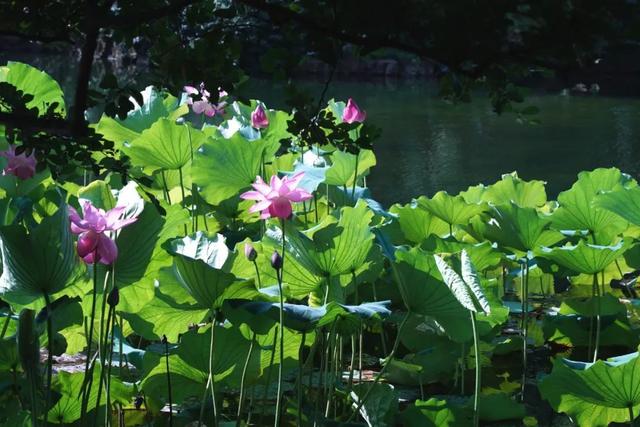荷花香什么季节，荷花香在几月（告诉你一天之中哪个时间赏荷最佳）