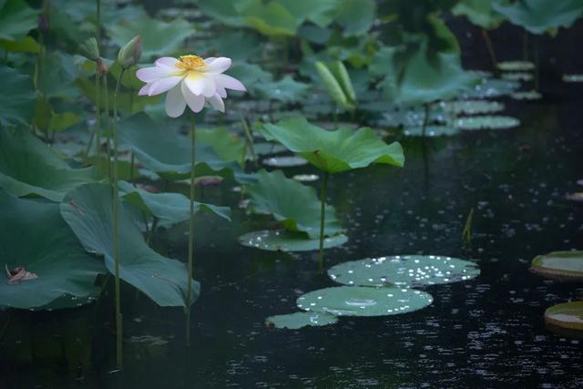荷花香什么季节，荷花香在几月（告诉你一天之中哪个时间赏荷最佳）