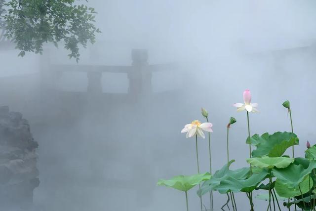 荷花香什么季节，荷花香在几月（告诉你一天之中哪个时间赏荷最佳）