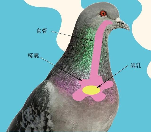 企鹅几月产卵，企鹅一般在几月份产卵（它们不是哺乳动物）