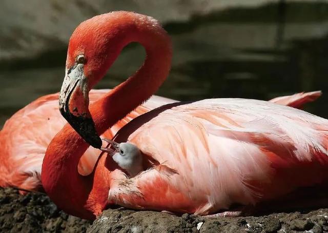 企鹅几月产卵，企鹅一般在几月份产卵（它们不是哺乳动物）