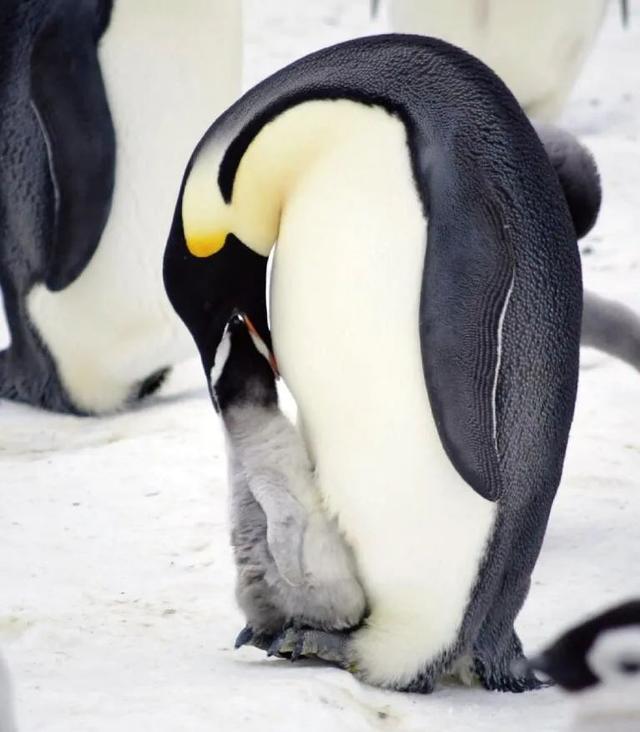 企鹅几月产卵，企鹅一般在几月份产卵（它们不是哺乳动物）