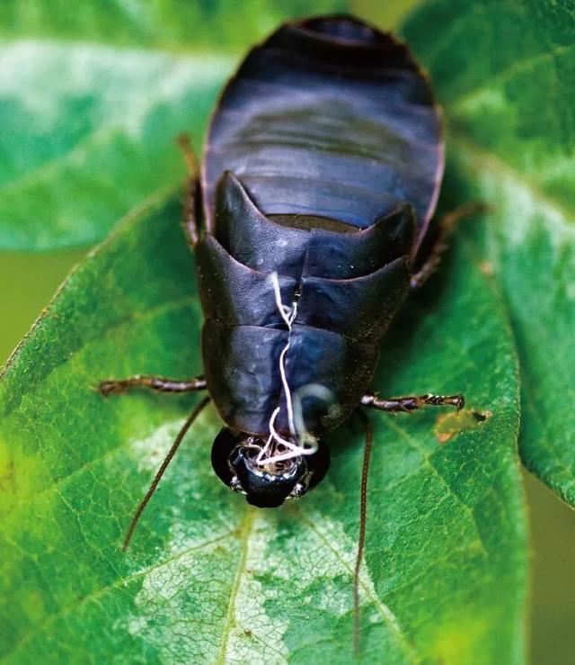 企鹅几月产卵，企鹅一般在几月份产卵（它们不是哺乳动物）