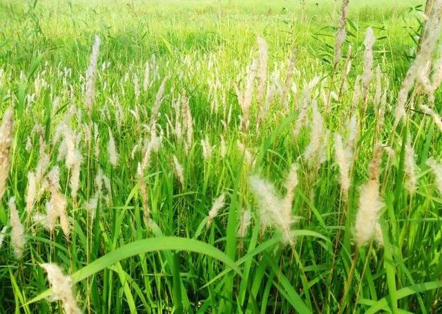 柔荑指女子的什么地方，清甜可口的竹蔗茅根水