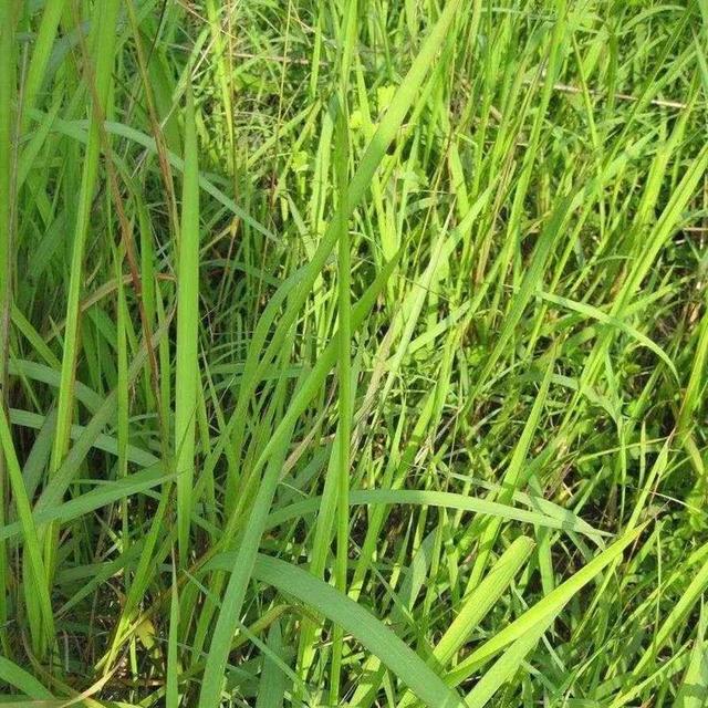 柔荑指女子的什么地方，清甜可口的竹蔗茅根水