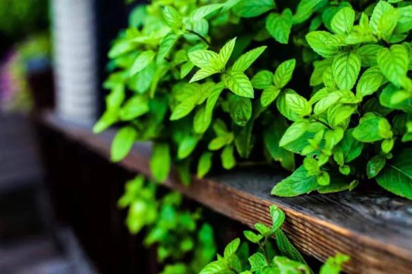 大暑的寓意是什么 大暑节气代表什么，大暑的寓意是什么（今日大暑，夏季的最后一个节气）