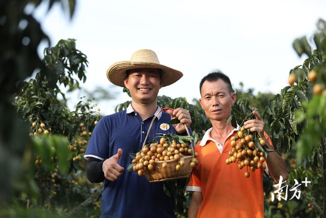 农户种出辣椒味荔枝，辣椒味荔枝培育成功（廉江青年贡献乡村振兴“青春力量”）