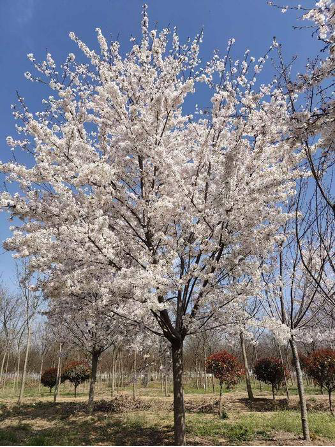 樱花的分类，樱花的分类特征（樱花是如何成为日本的象征的）