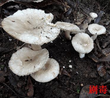 蘑菇内圈发黑还能吃吗，蘑菇发黑了还能不能吃（常见毒蘑菇盘点，勿摘、勿食）