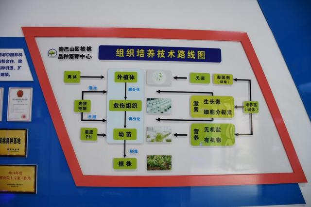 核桃有啥营养价值看完你就有数了，选育一颗好核桃太不容易了