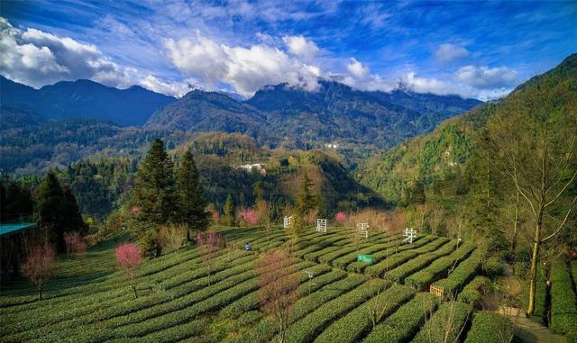 峨眉山在哪个省，峨眉山在我国哪个省（峨眉山市的高山绿茶“最具核心竞争力”）