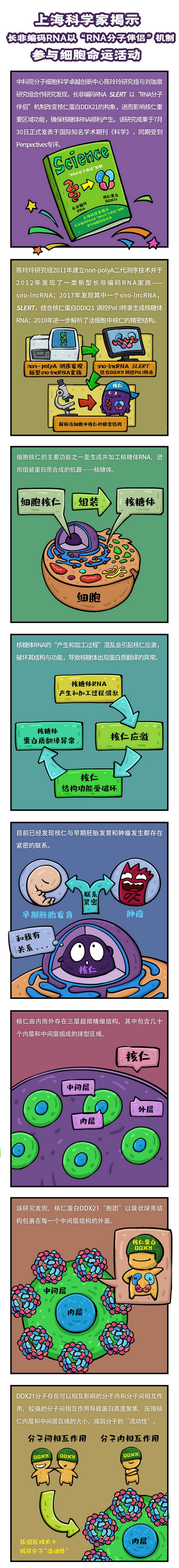 分子伴侣名词解释，分子伴侣名词解释分子生物学（“RNA分子伴侣”这样确保细胞正常运转）