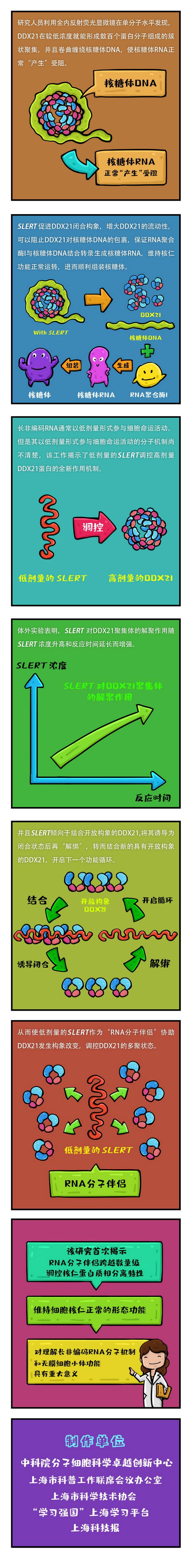 分子伴侣名词解释，分子伴侣名词解释分子生物学（“RNA分子伴侣”这样确保细胞正常运转）