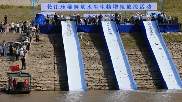 三峡的土特产，三峡特产有哪些土特产（中华鲟、长江鲟、胭脂鱼……5万余尾珍稀特有鱼类放归长江）
