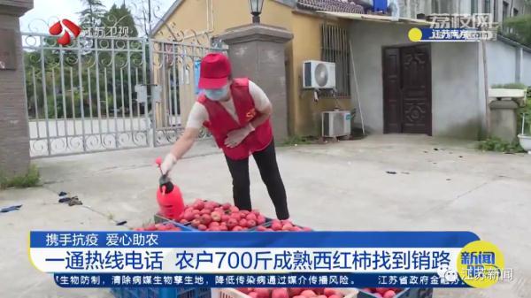 已婚女人梦到摘成熟的西红柿，女人梦见摘西红柿什么寓意（700斤成熟西红柿的销路解决了）