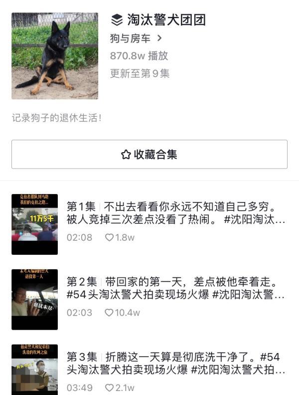 警犬黑贝值多少钱 黑贝犬的优点和缺点