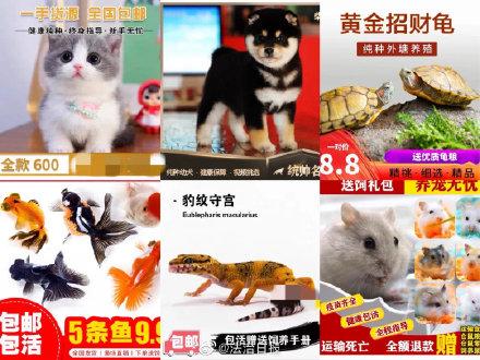 活体宠物怎么快递，什么快递可以邮寄活体宠物（快递能寄活物吗）