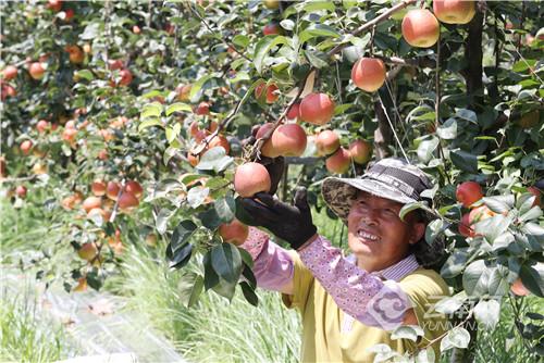 红梨种植前景如何，大红梨树苗价格多少（科技引领云南红梨渐入发展佳境）