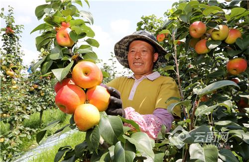 红梨种植前景如何，大红梨树苗价格多少（科技引领云南红梨渐入发展佳境）