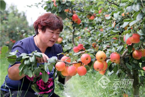 红梨种植前景如何，大红梨树苗价格多少（科技引领云南红梨渐入发展佳境）