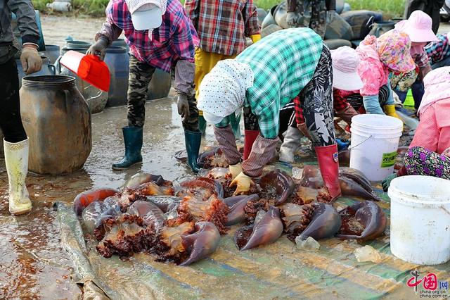 海蜇长什么样图片，海蜇长什么样图片 咬人（实拍东港海蜇养殖基地）