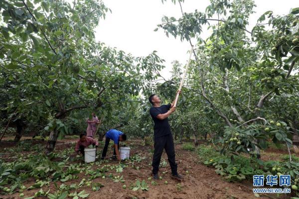 核桃的产地在哪里，核桃出产地是哪（河北赞皇：核桃成熟采收忙）