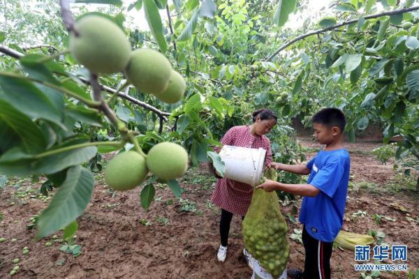 核桃的产地在哪里，核桃出产地是哪（河北赞皇：核桃成熟采收忙）