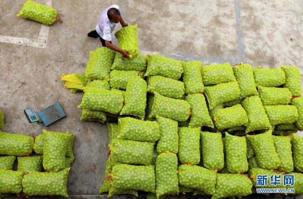 核桃的产地在哪里，核桃出产地是哪（河北赞皇：核桃成熟采收忙）