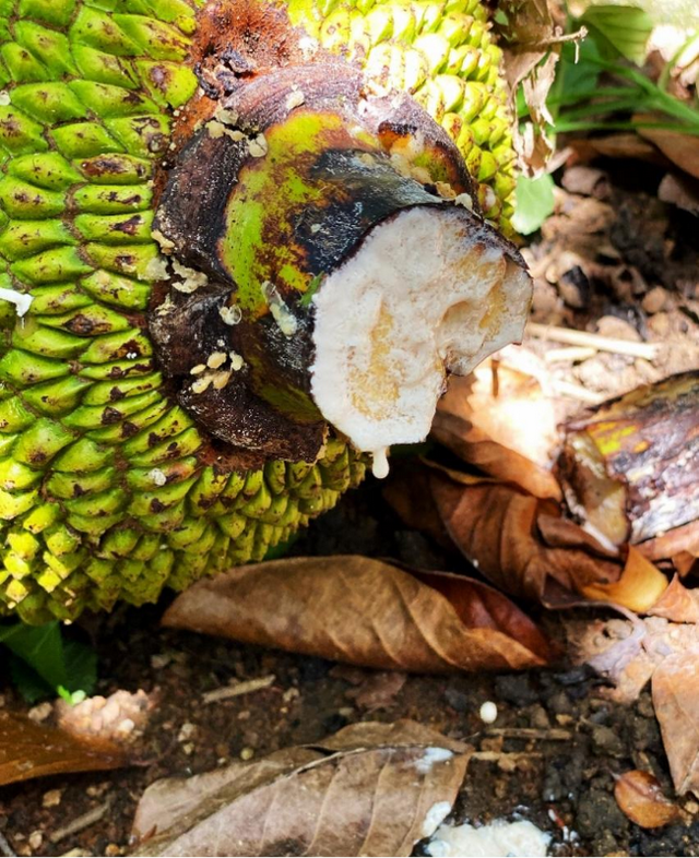 菠萝蜜产地在哪里，中国菠萝蜜四大产地分别是哪（从“没人种”到“抢着种”）