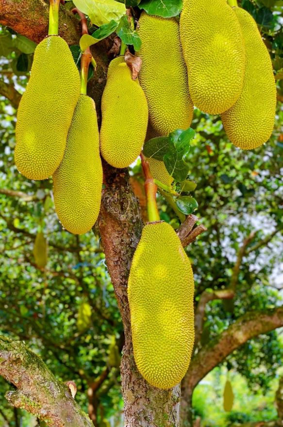 菠萝蜜产地在哪里，中国菠萝蜜四大产地分别是哪（从“没人种”到“抢着种”）