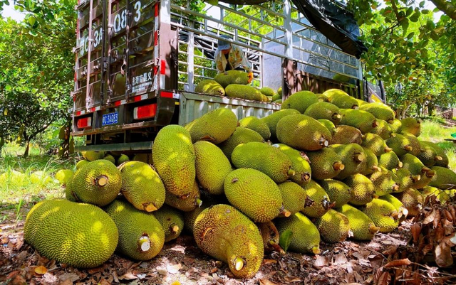 菠萝蜜产地在哪里，中国菠萝蜜四大产地分别是哪（从“没人种”到“抢着种”）