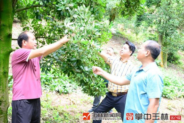 正宗八角产地是哪里，八角产地哪里最出名（玉林八角产业如何才能走得稳）