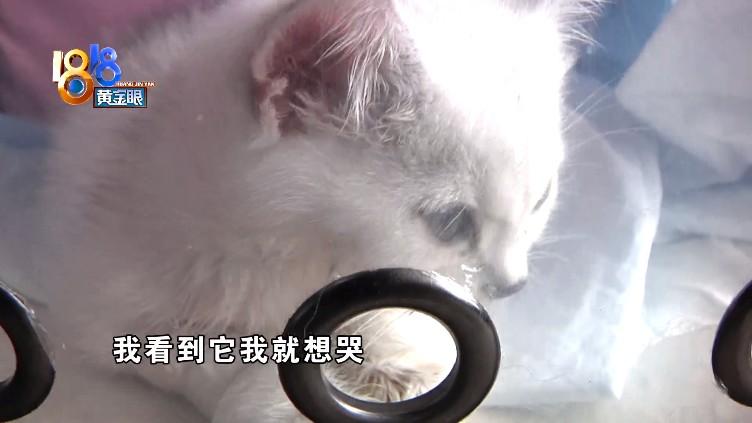 猫瘟试纸多少钱 宠物店测一次猫瘟多少钱