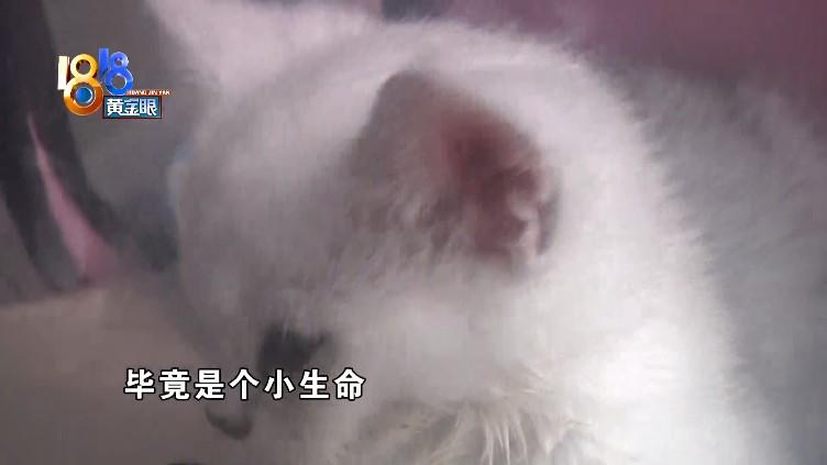 猫瘟试纸多少钱 宠物店测一次猫瘟多少钱