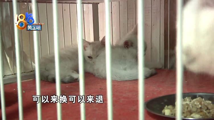 猫瘟试纸多少钱 宠物店测一次猫瘟多少钱