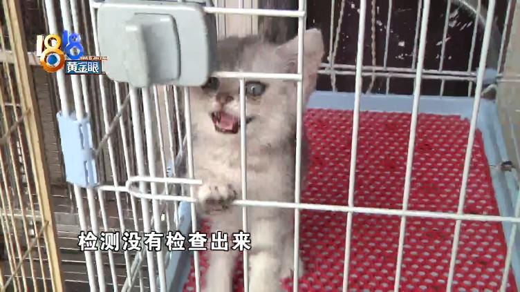 猫瘟试纸多少钱 宠物店测一次猫瘟多少钱