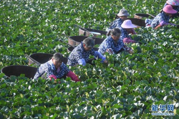 菱角什么时候成熟，苏州菱角什么时候成熟（水乡八月菱角香）