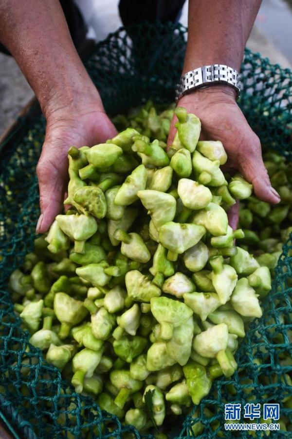 菱角什么时候成熟，苏州菱角什么时候成熟（水乡八月菱角香）