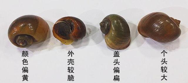 田螺与福寿螺的区别图，如发现赶紧向水务站报告（炒熟的田螺与福寿螺的区别图）