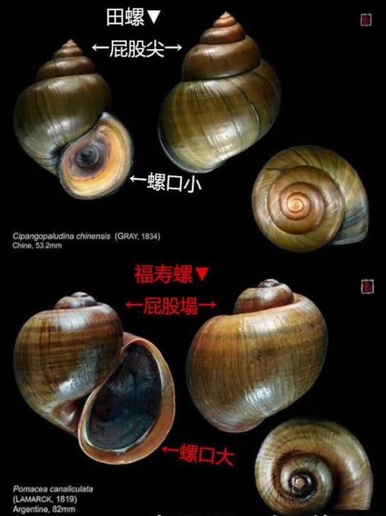 田螺与福寿螺的区别图，如发现赶紧向水务站报告（炒熟的田螺与福寿螺的区别图）