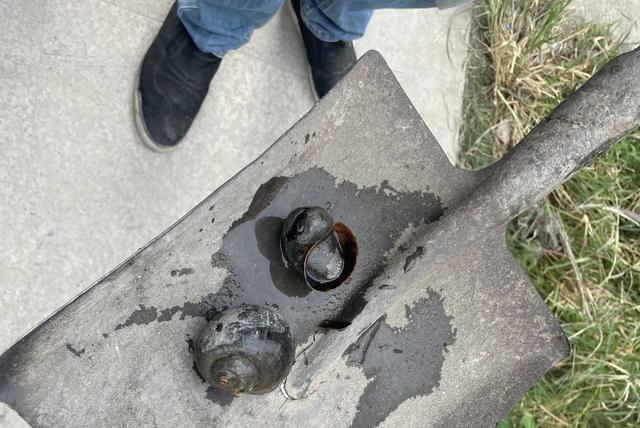 田螺与福寿螺的区别图，如发现赶紧向水务站报告（炒熟的田螺与福寿螺的区别图）