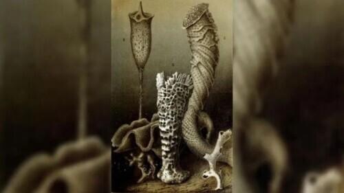 珍珠龟的一般寿命为几年，珍珠龟几年成熟（盘点地球上最长寿的10种动物）