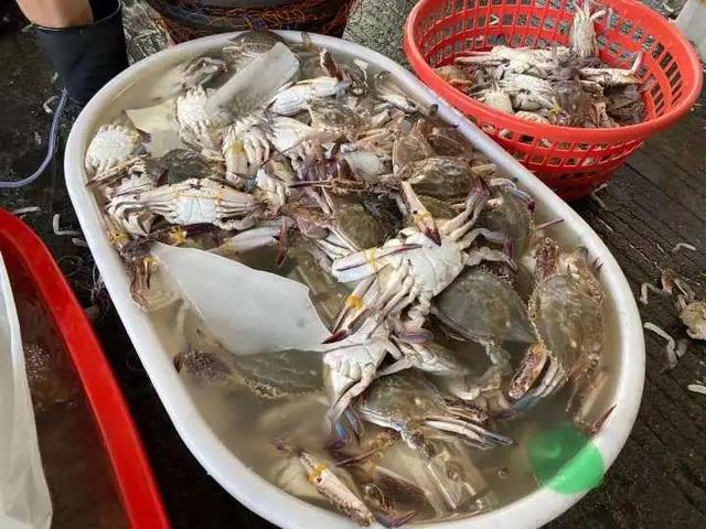 梭子蟹死了能吃吗，梭子蟹刚死放明天吃行吗（价格大跌）