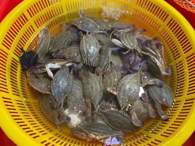 梭子蟹死了能吃吗，梭子蟹刚死放明天吃行吗（价格大跌）